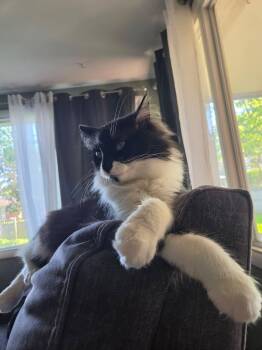 Rocky -  Domestic Long Hair Cat Available for Adoption in West Lafayette, Indiana - Rocky | PetCurious