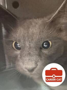 Domestic Medium Hair and Domestic Short Hair Cats Available for Adoption in Roseville, California - Cherry | PetCurious