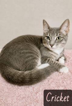 Cricket -  Domestic Short Hair Cat for Adoption in Englewood, Florida - Cricket | PetCurious