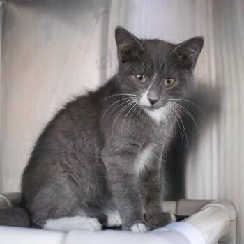 Domestic Short Hair Cats Available for Adoption in Wilmington, Delaware - Blizzard (bonded With Sundae) | PetCurious
