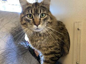 Domestic Long Hair Cats Available for Adoption in Mccall, Idaho - Toby | PetCurious
