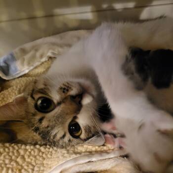 Rescue Domestic Short Hair Cats for Adoption in Leander, Texas - Catlyn | PetCurious