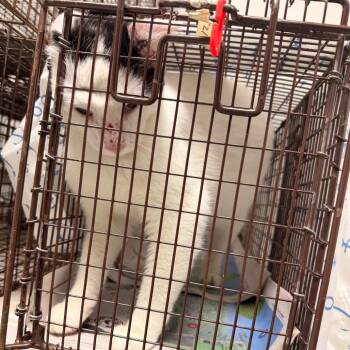 Pinky Wynn -  Domestic Short Hair Cat for Adoption in Philadelphia, Pennsylvania - Pinky Wynn | PetCurious