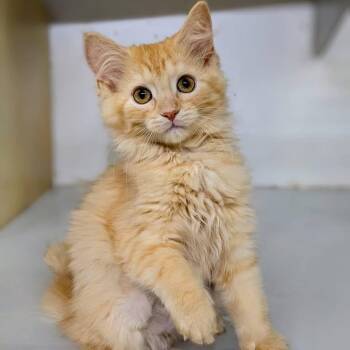 "C" SIBLINGS -  Domestic Medium Hair Cat for Adoption in Delhi, Ontario - "C" SIBLINGS | PetCurious