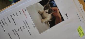 Berty -  Domestic Short Hair Cat for Adoption in Evansville, Indiana - Berty | PetCurious