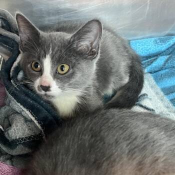 Dusty -  Domestic Short Hair Cat for Adoption in Matteson, Illinois - Dusty | PetCurious