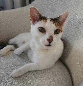 Rescue Domestic Short Hair Cats for Adoption in Philadelphia, Pennsylvania - Snowy Jane | PetCurious