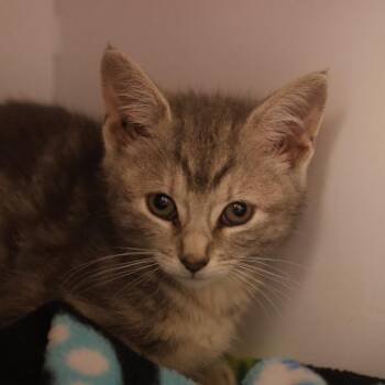 SPWC-Stray-24527_2_3 -  Domestic Short Hair Cat for Adoption in Briarcliff Manor, New York - SPWC-Stray-24527_2_3 | PetCurious