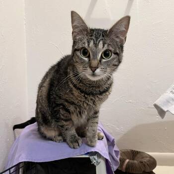 Brownie -  Domestic Short Hair Cat for Adoption in Seattle, Washington - Brownie | PetCurious