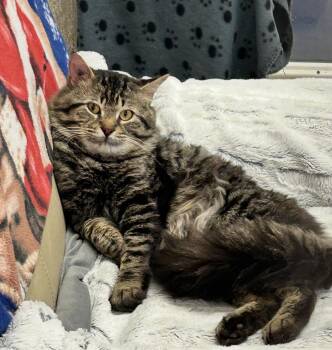Domestic Medium Hair Cats Available for Adoption in Maple Ridge, British Columbia - Kitaro | PetCurious