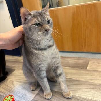 Stormy w/ Soot -  Domestic Short Hair Cat for Adoption in Morristown, Vermont - Stormy W/ Soot | PetCurious