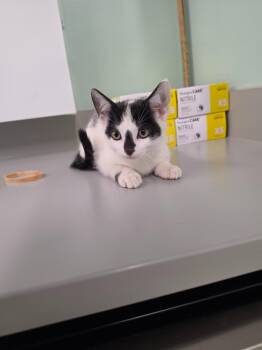 Spock -  Domestic Short Hair Cat for Adoption in Athens, Tennessee - Spock | PetCurious