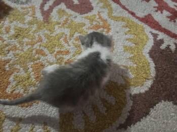 Pebbles -  Domestic Short Hair Cat for Adoption in Crookston, Minnesota - Pebbles | PetCurious