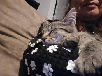 Squirt  -  Domestic Short Hair Cat Available for Adoption in North East, Maryland - Squirt  | PetCurious