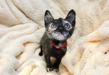 ASHER -  Domestic Short Hair Cat for Adoption in Fort Lauderdale, Florida - ASHER | PetCurious
