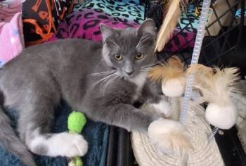 Twilight -  Domestic Short Hair Cat for Adoption in Wasilla, Alaska - Twilight | PetCurious