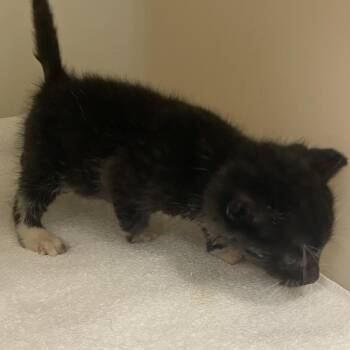72981 -  Domestic Short Hair Cat for Adoption in Harrisonburg, Virginia - 72981 | PetCurious