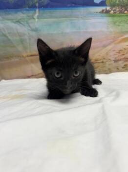 Jean -  Domestic Short Hair Cat for Adoption in San Antonio, Texas - Jean | PetCurious