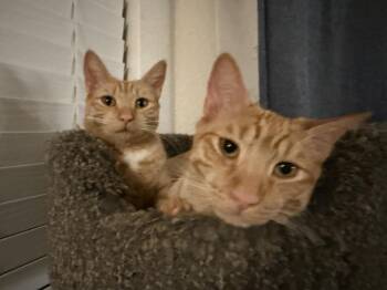 Domestic Short Hair and Tabby Cats Available for Adoption in Chandler, Arizona - Sunny Boyle Bonded To Lucy Boyle | PetCurious