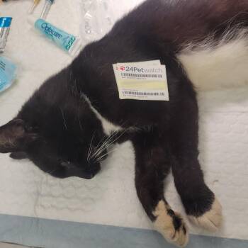 Roberts Noney TNR KM 11-8-25 941000031993415 -  Domestic Long Hair Cat for Adoption in Rochester, Minnesota - Roberts Noney TNR KM 11-8-25 941000031993415 | PetCurious