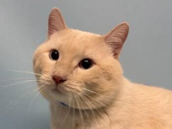 Provolone -  Domestic Short Hair Cat for Adoption in Minneapolis, Minnesota - Provolone | PetCurious