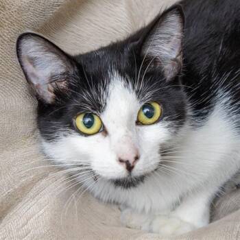 Domestic Short Hair Cats Available for Adoption in St. Louis, Missouri - PEPPER | PetCurious