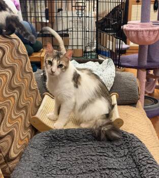 Domestic Long Hair Cats Available for Adoption - Lorelai | PetCurious