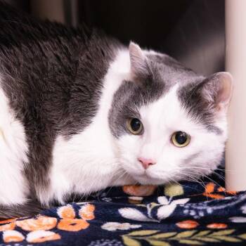 Domestic Short Hair Cats Available for Adoption in Mentor, Ohio - Jerry | PetCurious