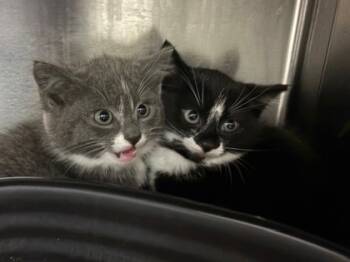 Rescue Domestic Short Hair Cats for Adoption in Everett, Washington - Ulysses | PetCurious