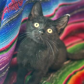 Beanstalk -  Domestic Short Hair Cat for Adoption in Matteson, Illinois - Beanstalk | PetCurious