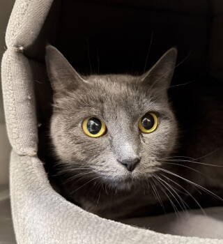 Rescue Domestic Short Hair Cats for Adoption in Arlington, Vermont - Cosmic | PetCurious