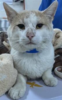 JOEL -  Domestic Short Hair Cat for Adoption - JOEL | PetCurious