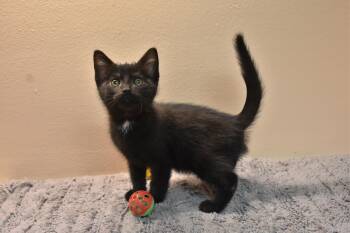Finn -  Domestic Short Hair Cat for Adoption in North Judson, Indiana - Finn | PetCurious