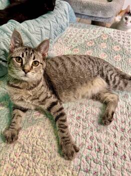 Toby -  Tabby Cat for Adoption in Scottsburg, Indiana - Toby | PetCurious