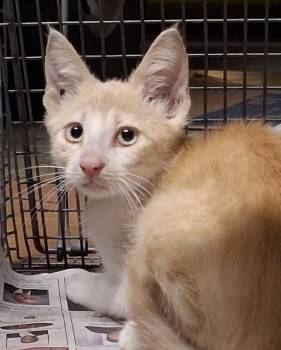 Albert -  Domestic Short Hair Cat for Adoption in Oviedo, Florida - Albert | PetCurious
