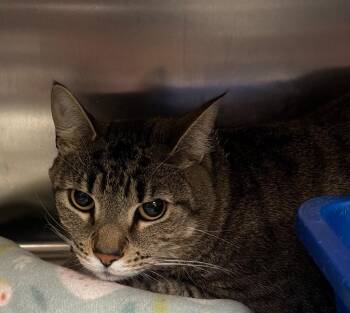 Domestic Short Hair Cats Available for Adoption in Ocala, Florida - Muchi | PetCurious