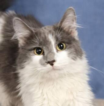 Domestic Long Hair Cats Available for Adoption - Cheval | PetCurious