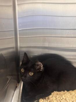 SEPHIROTH -  Domestic Short Hair Cat for Adoption - SEPHIROTH | PetCurious