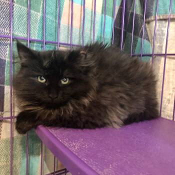 Domestic Medium Hair Cats Available for Adoption - Balto | PetCurious