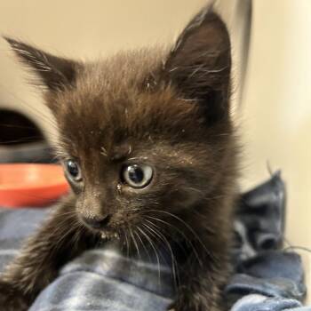 Domestic Short Hair Cats Available for Adoption in Uniontown, Pennsylvania - Minnie | PetCurious