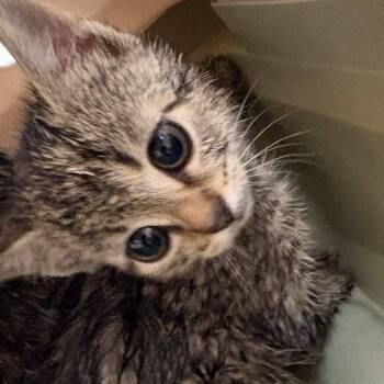 Domestic Short Hair Cats Available for Adoption in Gloucester, Virginia - Jackpot | PetCurious