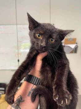 Meat Tenderizer -  Domestic Short Hair Cat for Adoption in Bolivar, Missouri - Meat Tenderizer | PetCurious