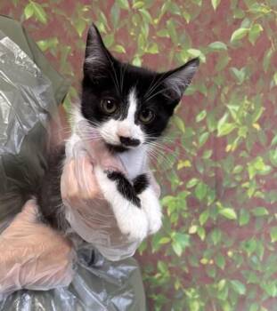 Langston -  Domestic Short Hair Cat for Adoption in San Antonio, Texas - Langston | PetCurious