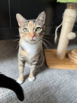 Rescue Domestic Short Hair Cats for Adoption in Reston, Virginia - Leonie | PetCurious
