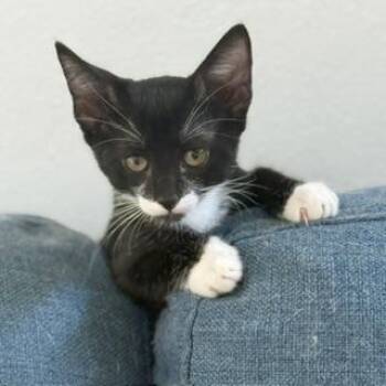 Cheeks -  Domestic Short Hair Cat for Adoption in Mettawa, Illinois - Cheeks | PetCurious