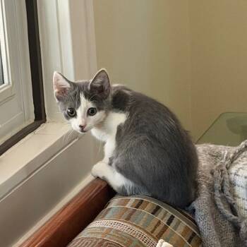 Rescue Domestic Short Hair Cats for Adoption in Pittsburgh, Pennsylvania - Leonard | PetCurious
