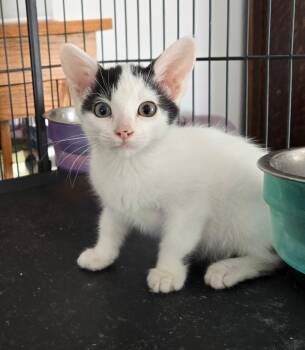 Bedford -  Domestic Short Hair Cat for Adoption in Albuquerque, New Mexico - Bedford | PetCurious