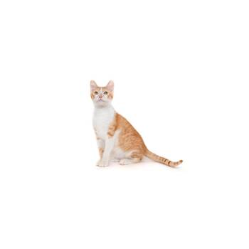 Domestic Short Hair Cats Available for Adoption - Gadget | PetCurious