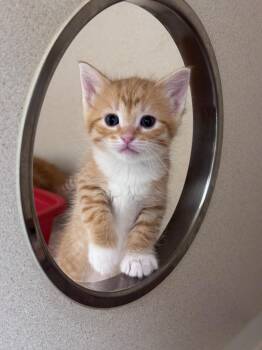 Banana Split -  Domestic Short Hair Cat for Adoption in Hackensack, Minnesota - Banana Split | PetCurious