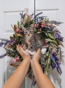 Bella -  Tabby Cat for Adoption in Goodyear, Arizona - Bella | PetCurious